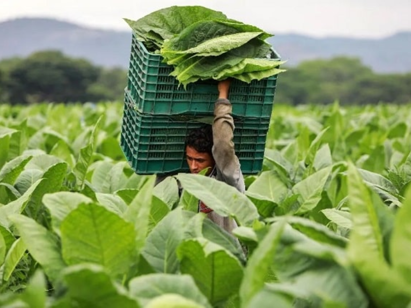 Màu sắc lá xì gà xanh